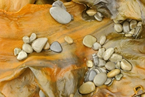 Pebble Prints: Canada, Quebec, Forillon National Park. Pebbles on seaweed