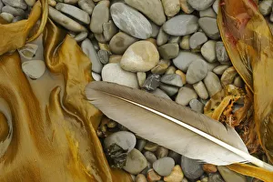 Seaweed Prints: Canada, Quebec, Forillon National Park. Feather, seaweed and rocks along ocean shoreline