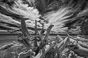 Images Dated 20th May 2018: Canada, Quebec, Forillon National Park. Driftwood along ocean shore
