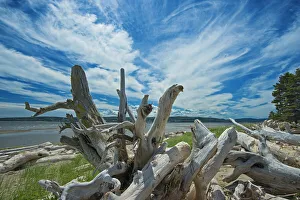 Images Dated 30th March 2018: Canada, Quebec, Forillon National Park. Driftwood along La Plage de Penouille