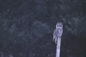 Stump Prints: Canada, Quebec. Great gray owl perched on stump in snowstorm