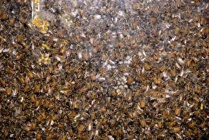 Beehive Prints: Canada, Quebec. Honey Economusee (aka Musee de L Abeille). Beehive. Property release
