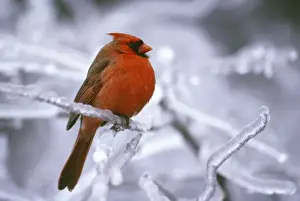 Canada, Quebec. Male northern cardinal on limb after ice storm. Credit as: Gilles
