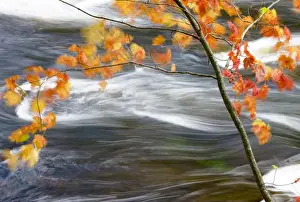 White Water Prints: Canada, Quebec, Mont-Rolland. Red maple tree along Riviere-du-Nord