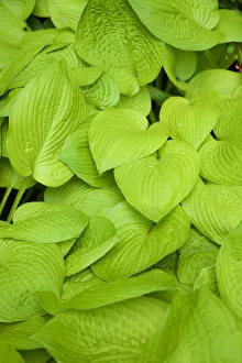 Images Dated 6th July 2016: Canada, Quebec, Montreal: at the Botanical Garden