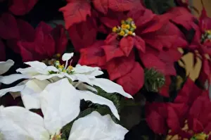 Poinsettia Prints: Canada, Quebec, Montreal. Christmas poinsettia plants