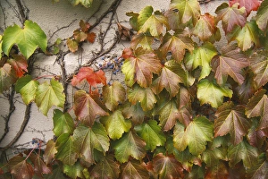 Images Dated 6th June 2011: Canada, Quebec, Montreal, fall foliage