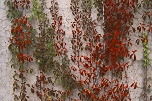 Images Dated 11th May 2011: Canada, Quebec, Montreal, fall foliage