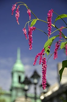 Canada, Quebec, Montreal. Heart of Old Montreal, Jacques Cartier Square, City Hall