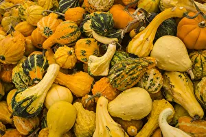 Canada, Quebec, Montreal. Little Italy, Marche Jean Talon Market, squash