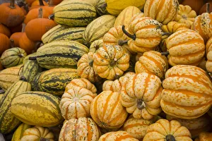 Canada, Quebec, Montreal. Little Italy, Marche Jean Talon Market, squash