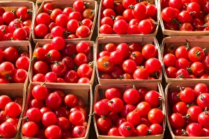 Canada, Quebec, Montreal. Little Italy, Marche Jean Talon Market, tomatoes