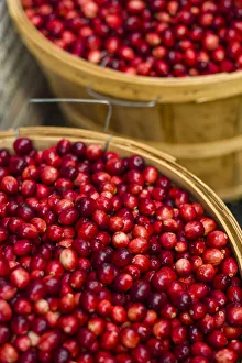 Canada, Quebec, Montreal. Little Italy, Marche Jean Talon Market, cranberries
