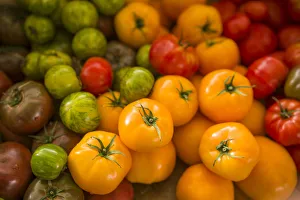 Canada, Quebec, Montreal. Little Italy, Marche Jean Talon Market, tomatoes