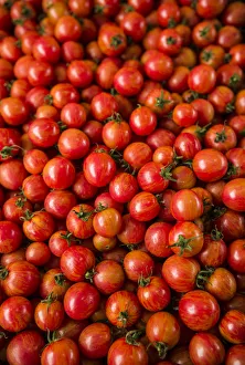 Canada, Quebec, Montreal. Little Italy, Marche Jean Talon Market, tomatoes