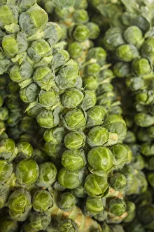 Canada, Quebec, Montreal. Little Italy, Marche Jean Talon Market, brussels sprouts