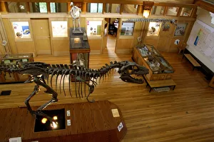 University Prints: Canada, Quebec, Montreal. McGill University, Redpath Natural History Museum, interior