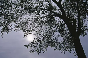 Images Dated 11th May 2011: Canada, Quebec, Montreal, sun through a tree on a cloudy day