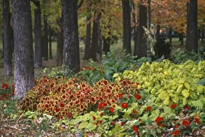 Images Dated 11th May 2011: Canada, Quebec, Montreal, trees and foliage of the Mount Royal Park (Parc du Mont-Royal)