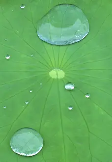 Canada, Quebec, Montreal. Water beads on lotus leaf at Montreal Botanical Garden