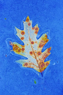 Mount St Bruno Conservation Park Prints: Canada, Quebec, Mount St-Bruno Conservation Park. Red oak leaf caught in ice. Credit as