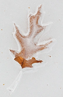 Images Dated 14th March 2009: Canada, Quebec, Mount St-Bruno Conservation Park. Red oak leaf caught in ice. Credit as