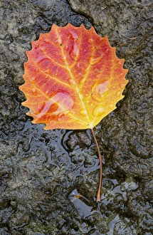 Images Dated 15th October 2012: Canada, Quebec, Mount St-Bruno Conservation Park. Big tooth aspen leaf after rain