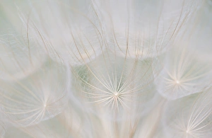 Images Dated 23rd June 2013: Canada, Quebec, Mount St-Bruno Conservation Park. Goatsbeard seed head. Credit as