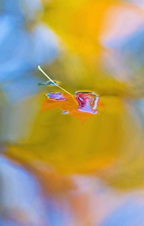 Images Dated 14th October 2009: Canada, Quebec, Mount St-Bruno Conservation Park. Red maple leaf on autumn pool. Credit as