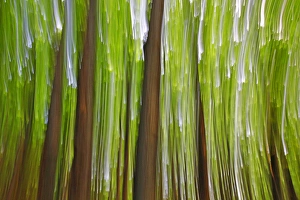 Images Dated 18th May 2012: Canada, Quebec, Mount St-Bruno Conservation Park. Maple grove abstract at sunset