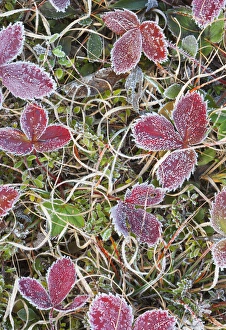 Images Dated 2nd November 2008: Canada, Quebec, Mount St-Bruno Conservation Park. Frost-covered strawberry leaves