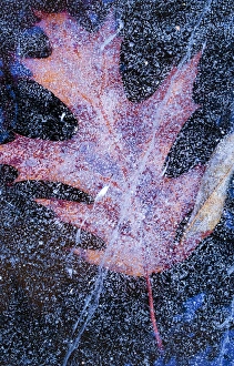 Images Dated 30th December 2014: Canada, Quebec, Mount St-Bruno Conservation Park. Red oak leaf under lake ice. Credit as