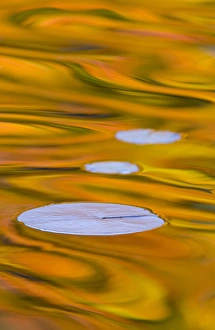 Images Dated 13th October 2012: Canada, Quebec, Mount St-Bruno Conservation Park. Water lily pads and fall reflections