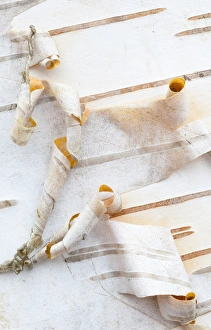 Canada, Quebec, Mount St-Bruno Conservation Park. White birch bark detail. Credit as: Gilles Delisle / Jaynes Gallery / DanitaDelimont. com