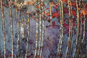 Images Dated 17th October 2009: Canada, Quebec, Mount St-Bruno Conservation Park. White birch root bark patterns