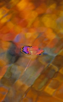 Images Dated 11th October 2010: Canada, Quebec, Mount St-Bruno Conservation Park. Red maple leaf on autumn-colored pool