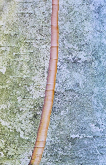 Images Dated 8th October 2013: Canada, Quebec, Mount St-Bruno Conservation Park. Split paper birch bark detail. Credit as