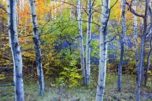 Images Dated 8th October 2012: Canada, Quebec, Mount St-Bruno Conservation Park. Aspen poplar trees and pond. Credit as