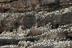 Birding Prints: Canada, Quebec, Perce. Bonaventure National Park, worlds largest Northern Gannet colony