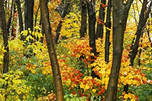 Images Dated 11th May 2011: Canada, Quebec, Quebec City, fall foliage