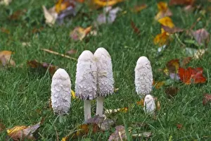 Images Dated 11th May 2011: Canada, Quebec, Quebec City, mushroooms growing on park lawn surrounded by fall leaves