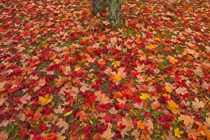 Ground Prints: Canada, Quebec, Rimouski. Sugar maple leaves and tree trunk