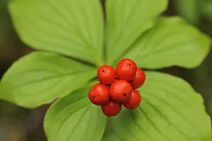 Berry Prints: Canada, Quebec, Riviere-au-Tonnerre. Bunchberry fruit and leaves close-up