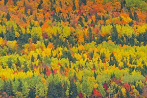 Canada, Quebec, Saint Pacome. Autumn forest colors in Notre Dame Mountains