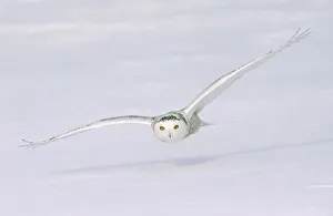 Birding Prints: Canada, Quebec. Snowy owl flies low over snow