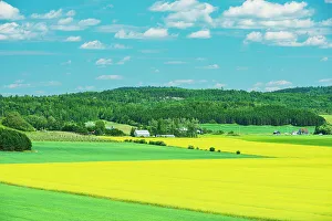 Prints of Canada, Quebec, St-Bruno-de-Guigues. Yellow canola crops on farm Images Dated 2022 May: Canada, Quebec, St-Bruno-de-Guigues. Yellow canola crops on farm