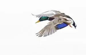 Gilles Delisle Prints: Canada, Quebec, St-Catherine. Mallard drake landing