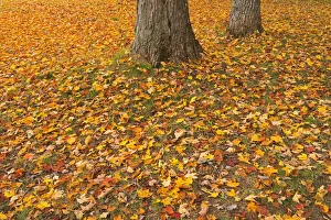 Canada, Quebec, St. Michel de Belle Chasse. Sugar maple leaves in autumn Canada, Quebec, St. Michel de Belle Chasse. Sugar maple leaves in autumn