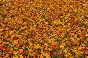 Fallen Prints: Canada, Quebec, Ste. Famille on Ile d Orleans. Fallen sugar maple leaves in autumn