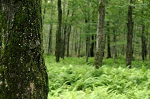Canada, Quebec. Sugar Shack aka le Chemin du Roy, maple tree forest. Property Release